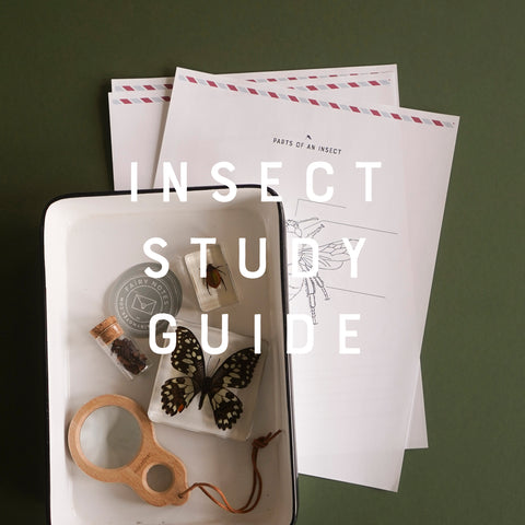 Study Guide INSECTS