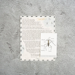 Previous Letters | Edition 2 | Water Strider, Moon Moth, + Firefly